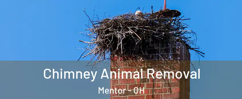 Chimney Animal Removal Mentor - OH