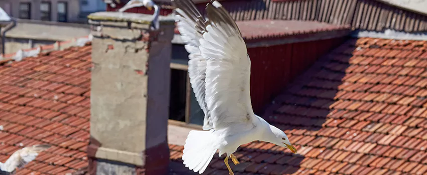 Residential Chimney Animal Removal Solution in Mentor, OH