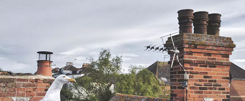 Chimney Cleaning And Restoration in Mentor, Ohio